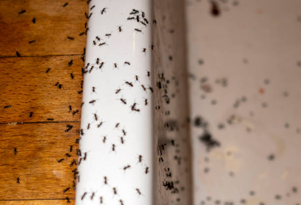 Best Wasp Removal Services  in Mcewen, TN