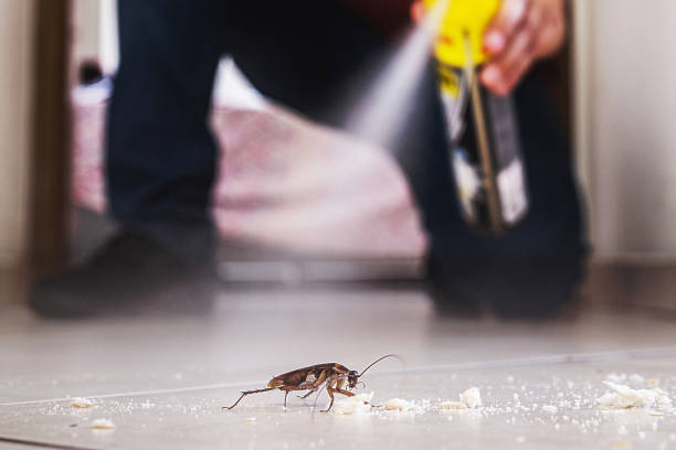 Best Bed Bug Extermination  in Mcewen, TN